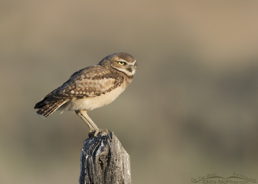 Juvenile Burrowing Owl facing the wind