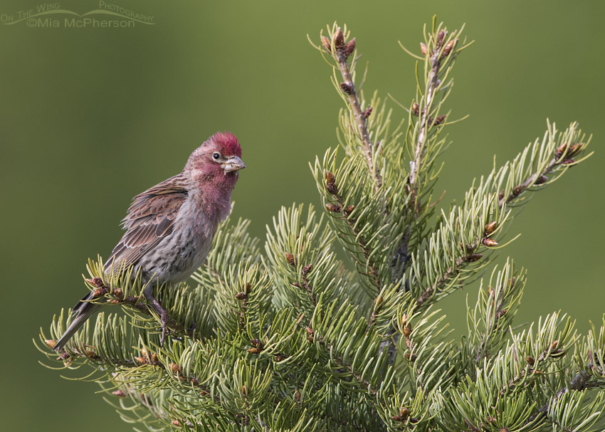 Alert male Cassin's Finch on a conifer