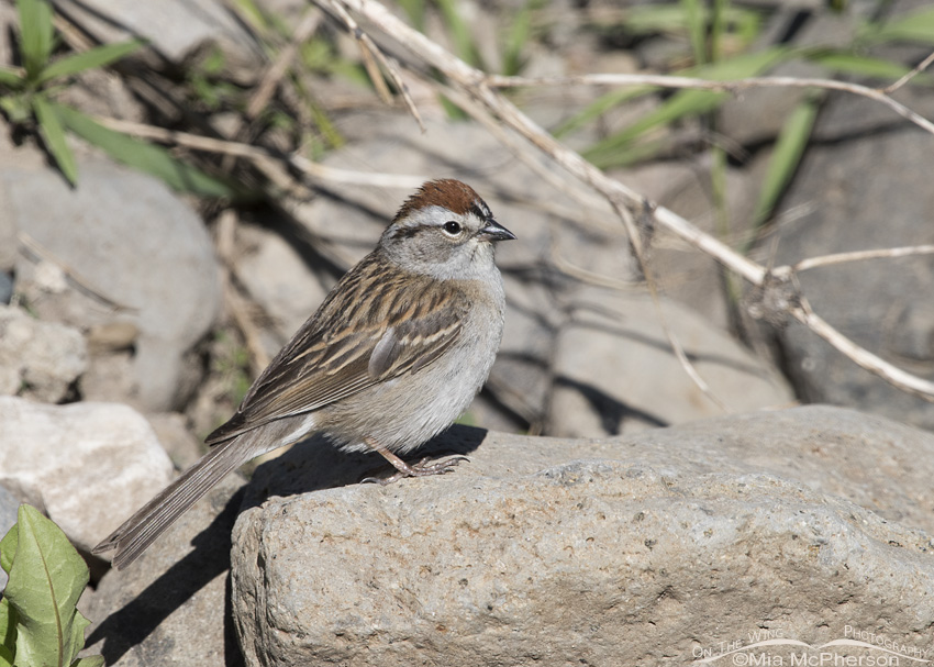 Centennial Valley Chipping Sparrow, Red Rock Lakes National Wildlife Refuge, Centennial Valley, Beaverhead County, Montana