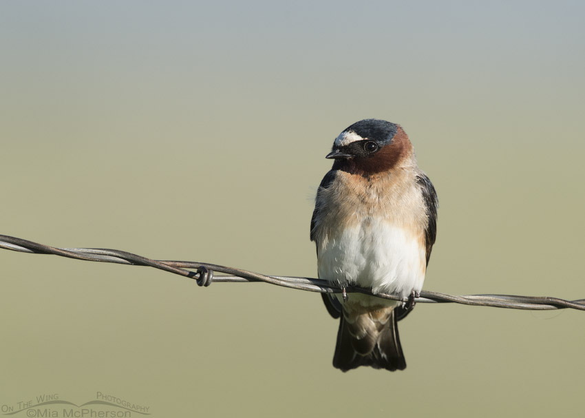 Cliff Swallow resting near the Red Rock River