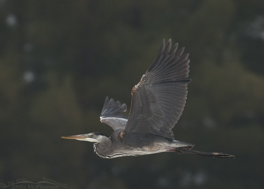 Great Blue Heron in flight with trees in the background