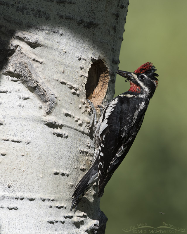 Female Red-naped Sapsucker with food, Uinta National Forest, Summit County, Utah