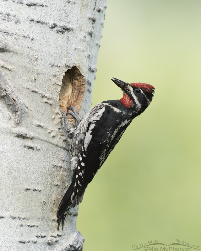 Female Red-naped Sapsucker about to feed chicks