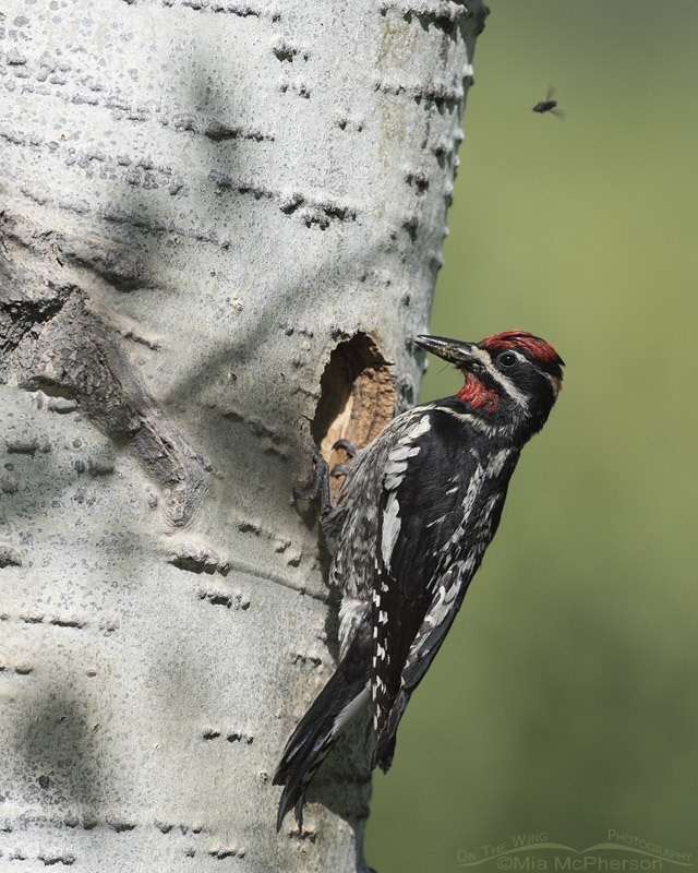 Female Red-naped Sapsucker in the Uintas, Uinta National Forest, Summit County, Utah
