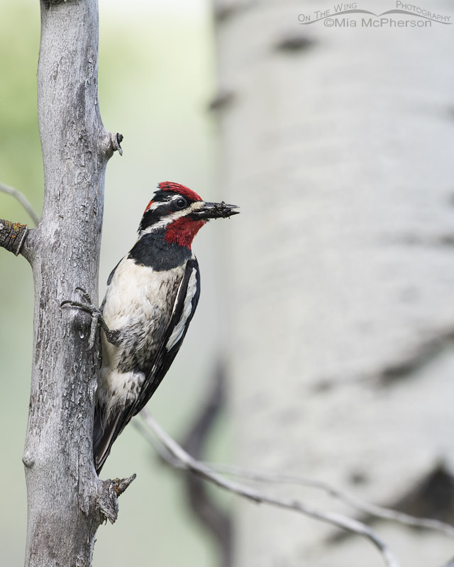 Male Red-naped Sapsucker with a beak full of prey, Uinta National Forest, Summit County, Utah
