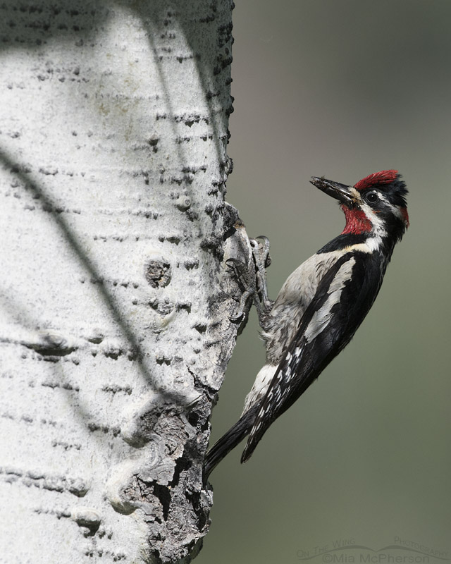 Male Red-naped Sapsucker with prey for chicks