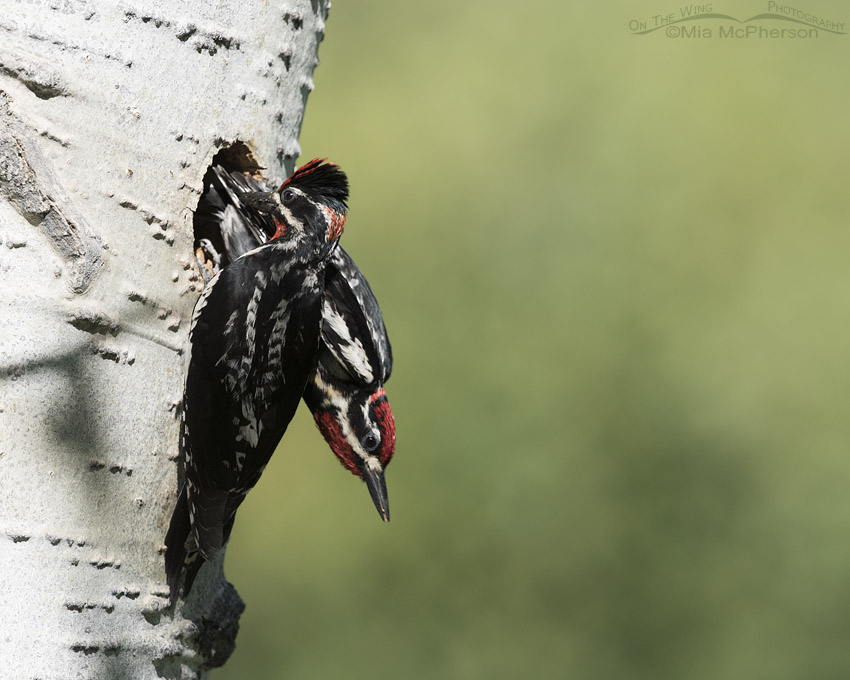 Female and male Red-naped Sapsucker at nest, Uinta National Forest, Summit County, Utah