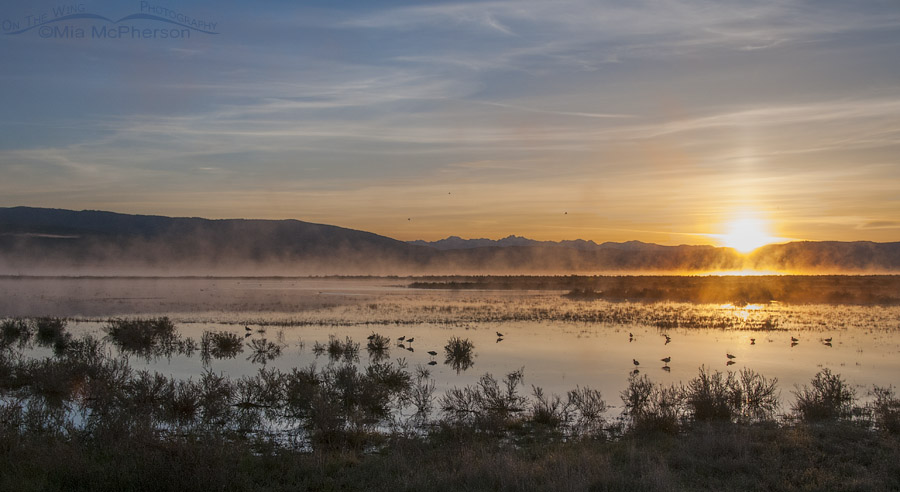 Morning Mist at the Lower Lake of Red Rock Lakes NWR