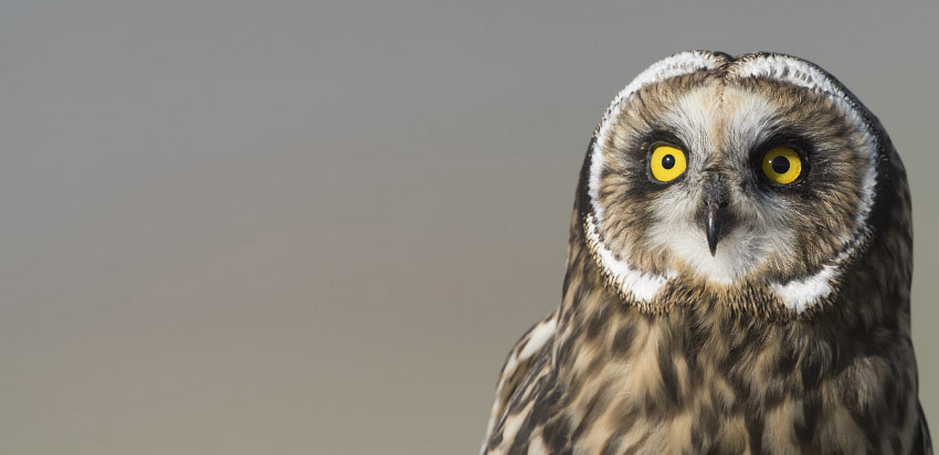Fledgling Short-eared Owl portrait