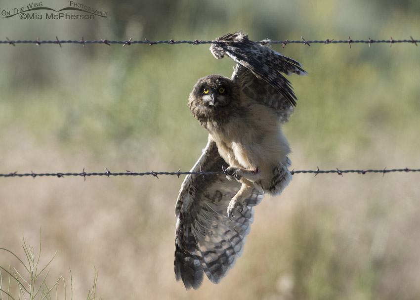 Short-eared Owl fledgling caught on barbed wire