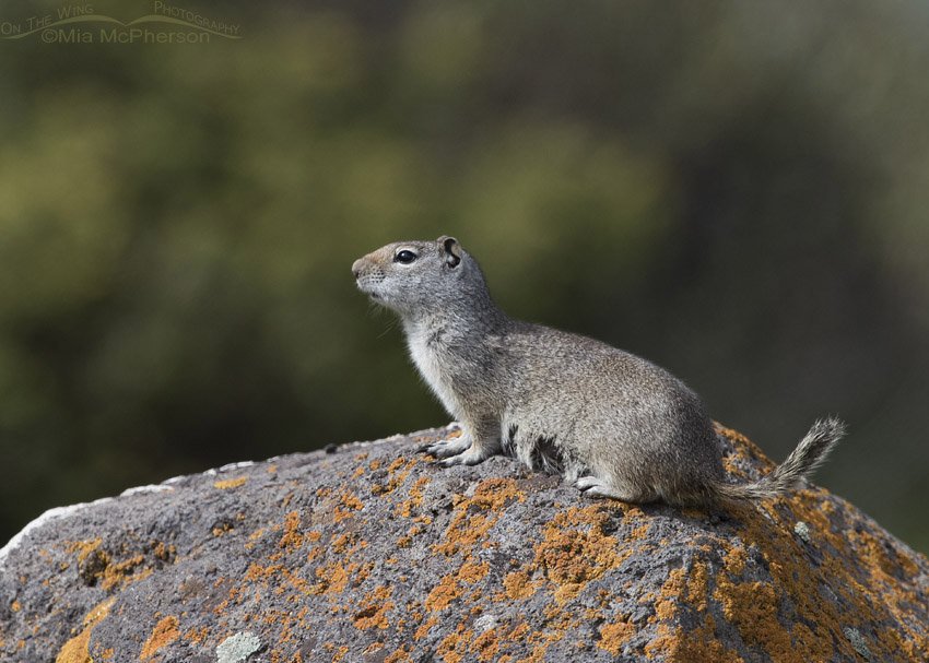 Alert Uinta Ground Squirrel