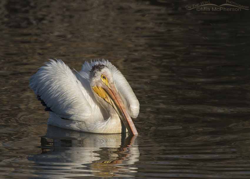 Fluffy American White Pelican in summer plumage