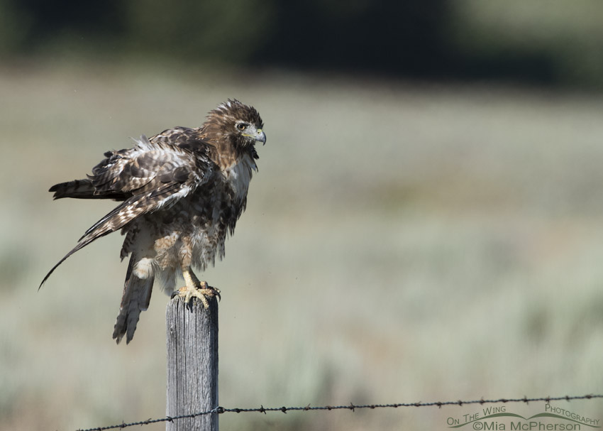 Sub-adult Red-tailed Hawk Rousing