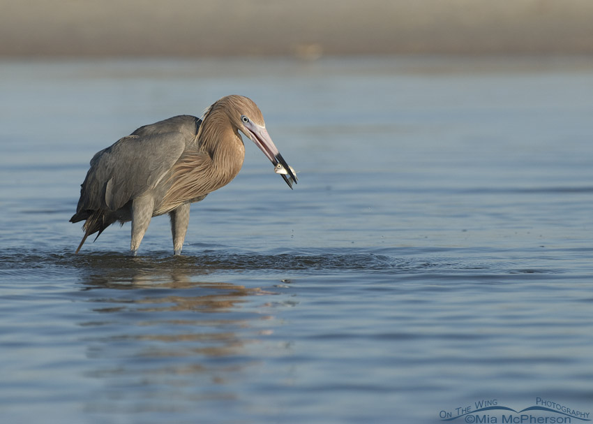 Reddish Egret with prey in a lagoon