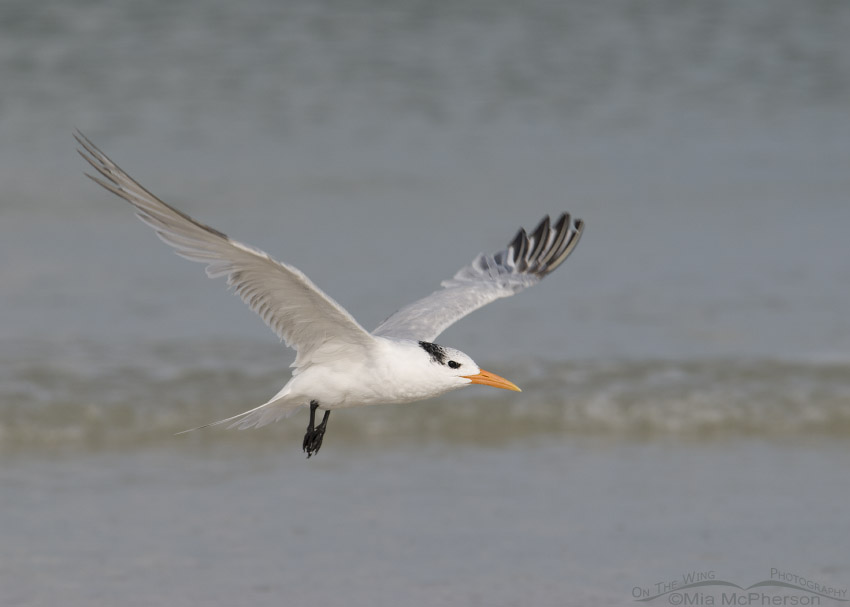 Nonbreeding Royal Tern in flight
