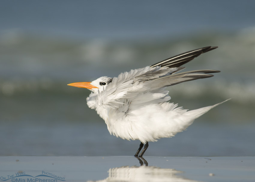 Adult Royal Tern shaking its feathers