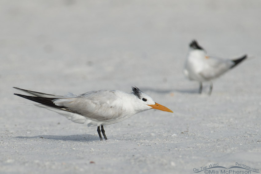 Royal Terns on the south spit of Fort De Soto