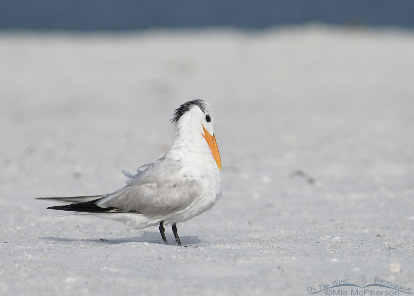 Adult Royal Tern on the beach