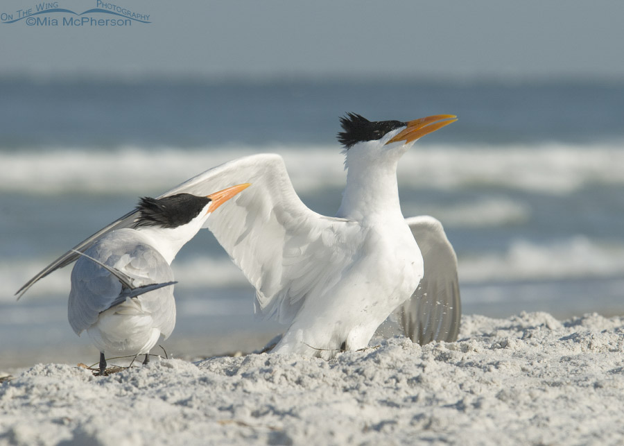 Pair of Royal Terns courting