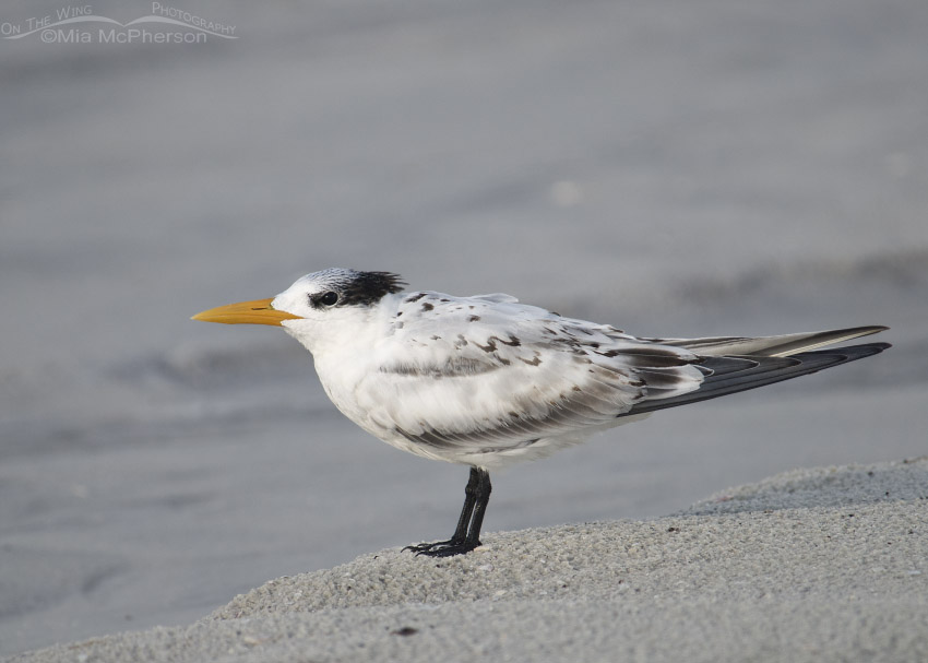 Juvenile Royal Tern on a small dune