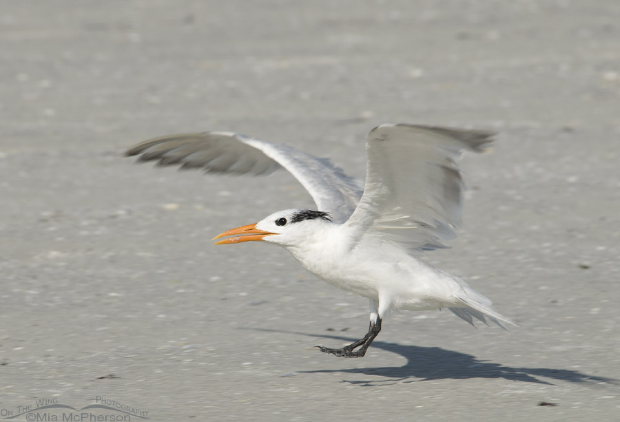 Royal Tern landing on a beach