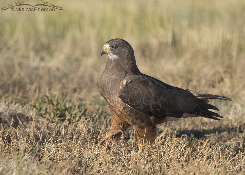Adult Swainson's Hawk walking