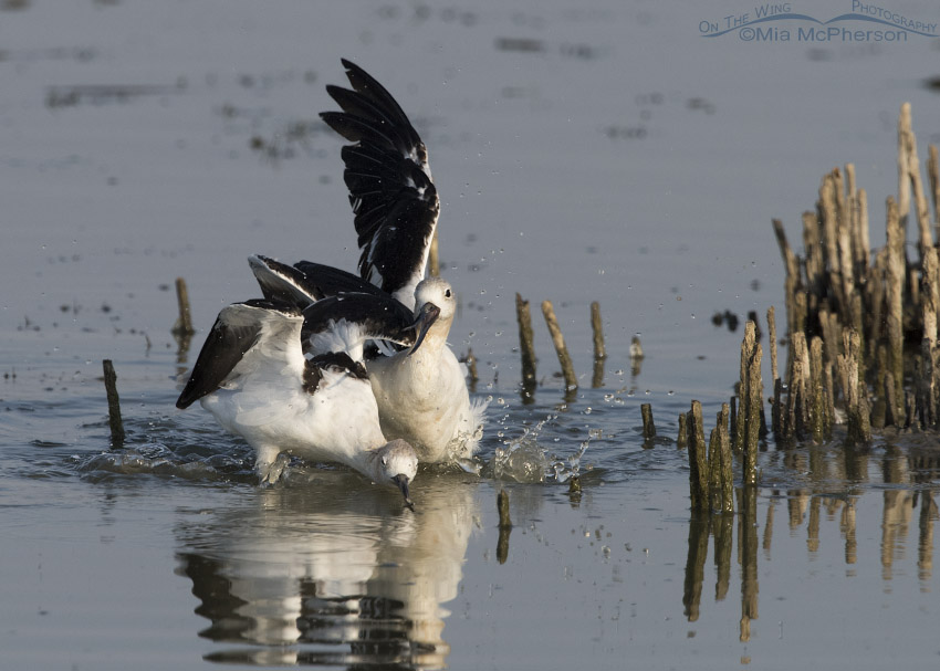 One American Avocet attacking the other