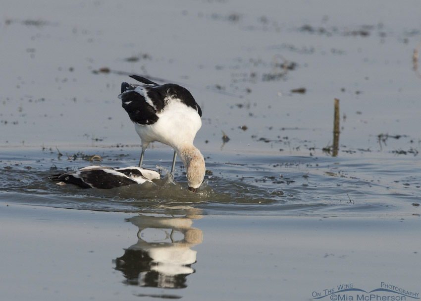 Male American Avocet pushing the female under water