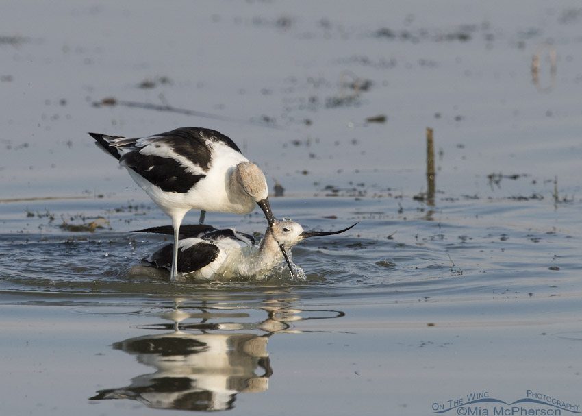 Male American Avocet being aggressive with the female