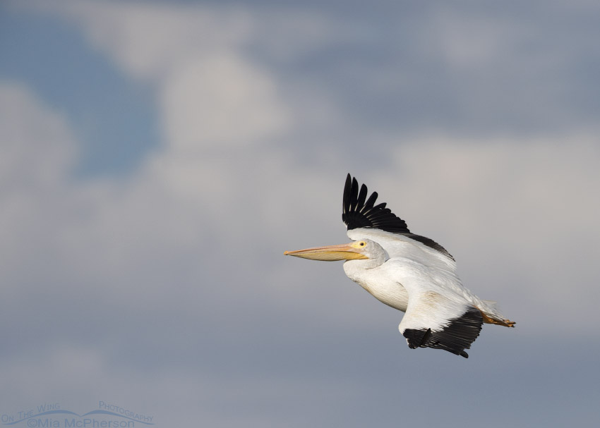 American White Pelican in flight in front of clouds