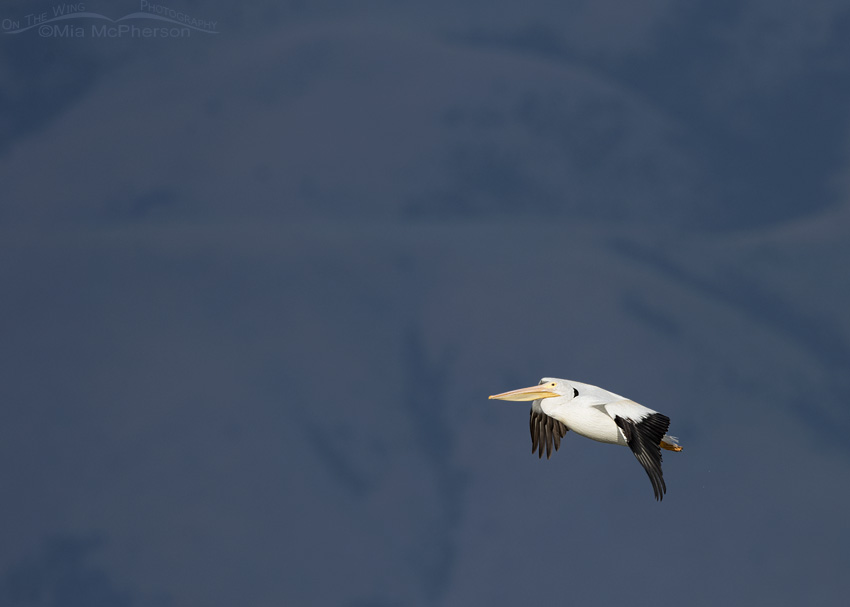 American White Pelican in flight in front of mountains in a shadow