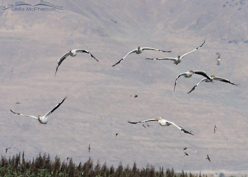 Flock of American White Pelicans at Bear River MBR