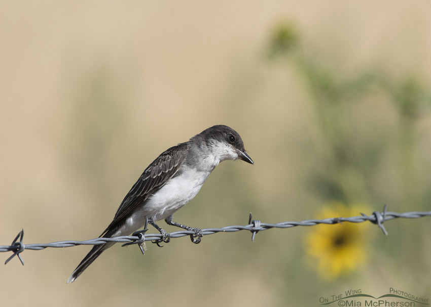 Eastern Kingbird hawking insects from a fence, Bear River Migratory Bird Refuge, Box Elder County, Utah