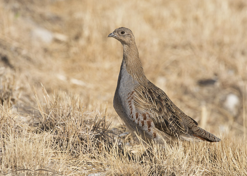 Gray Partridge juvenile in Box Elder County
