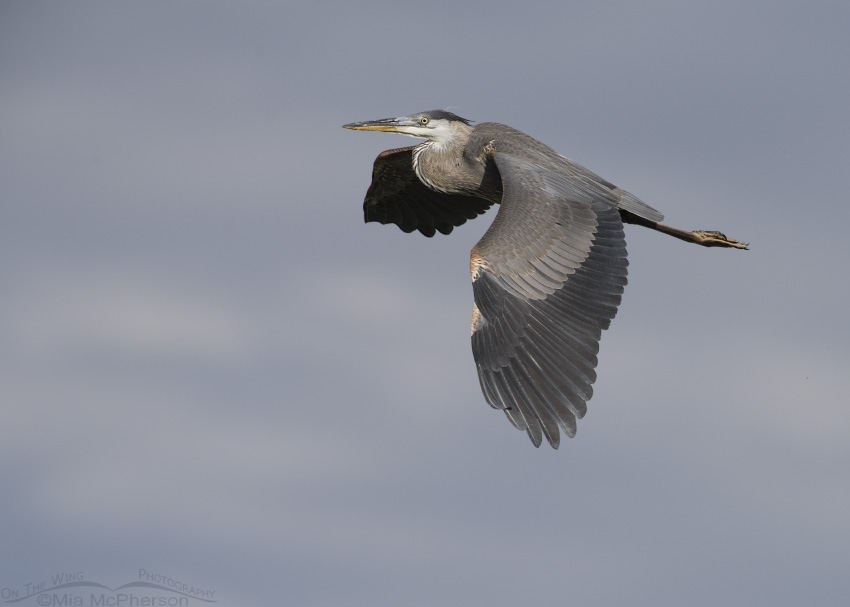 Great Blue Heron in flight in front of storm clouds