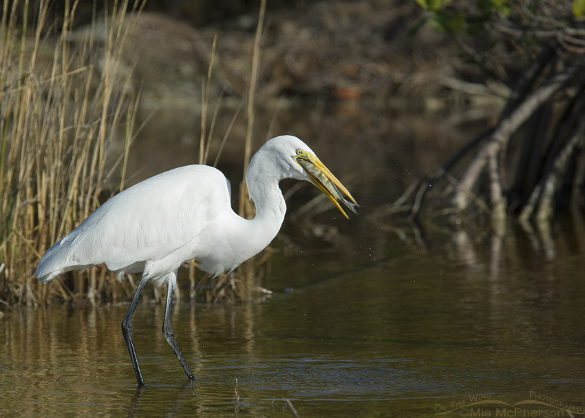 Great Egret with a fish that was too big
