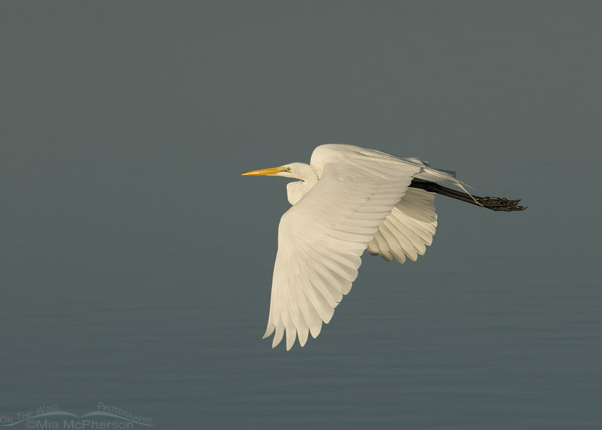 Great Egret in flight over North Beach lagoon