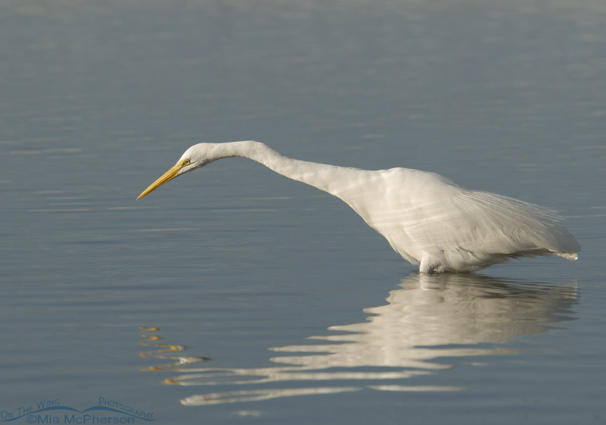 Great Egret stretching out to catch a fish