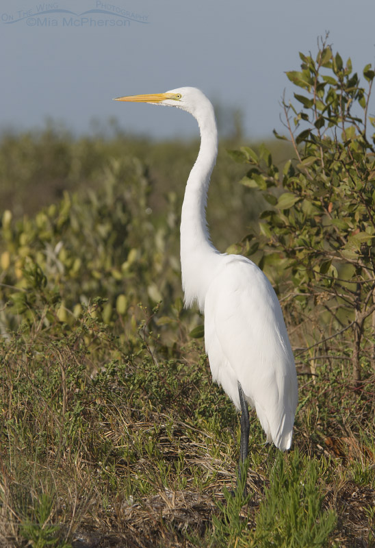 Great Egret resting in mangroves and grasses