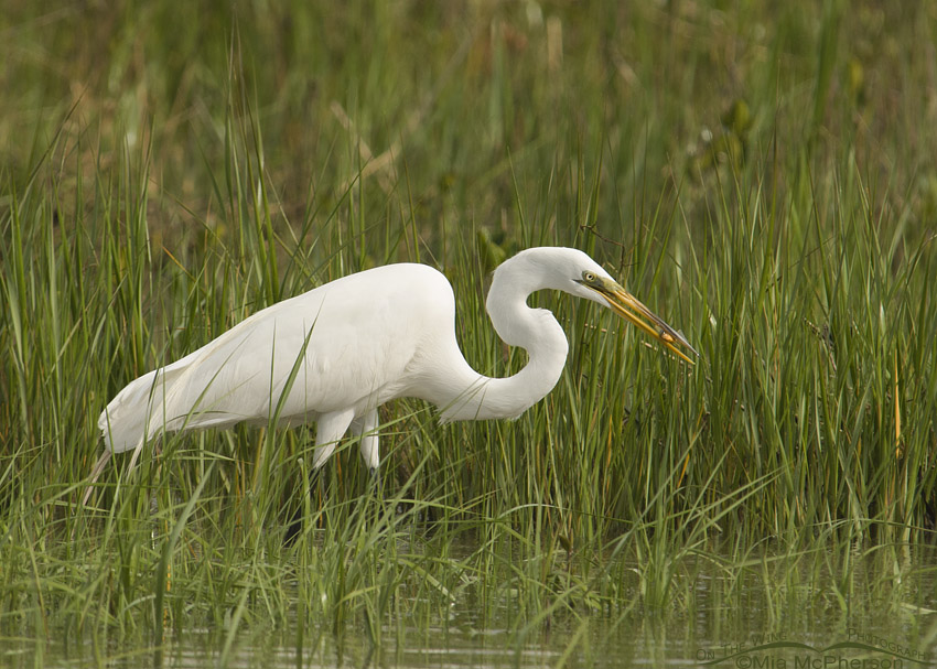 Great Egret in a marsh with prey