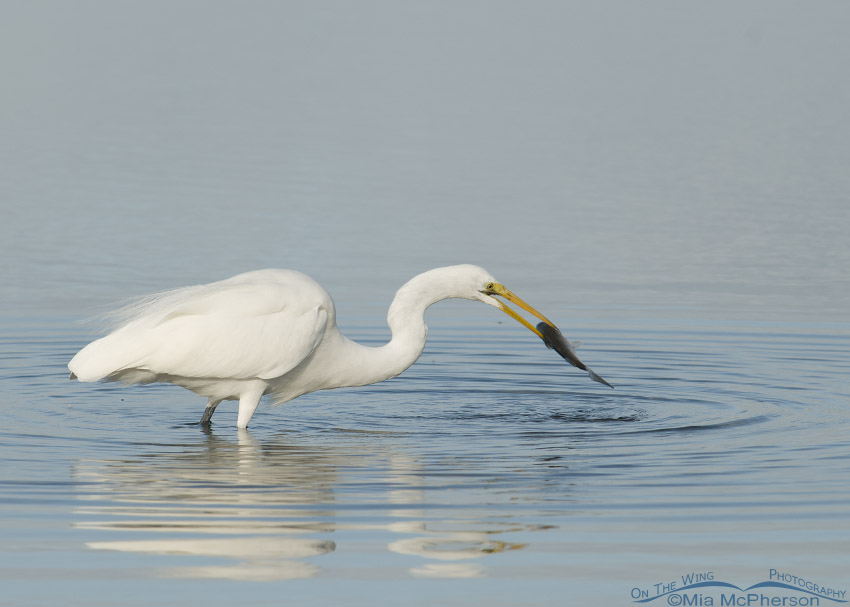 Florida Great Egret and Mullet