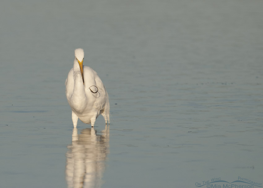 Great Egret with Pipefish