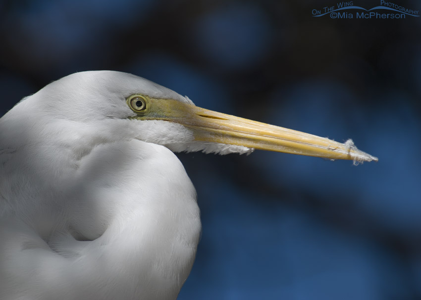 Great Egret portrait in dappled light