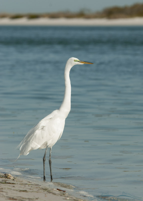 Great Egret posing on the Gulf shoreline