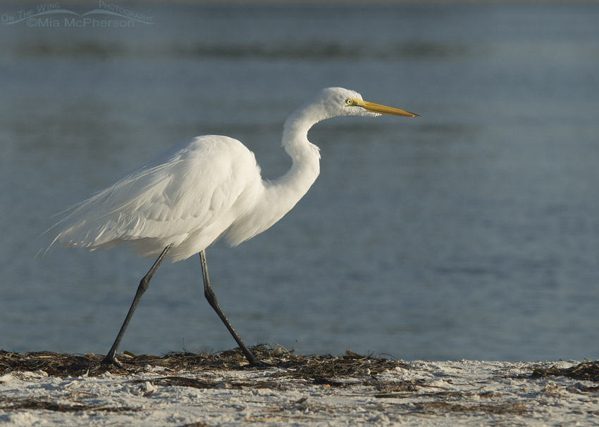 Great Egret walking on the wrack line