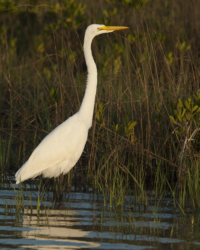 Great Egret in a marsh at sunset