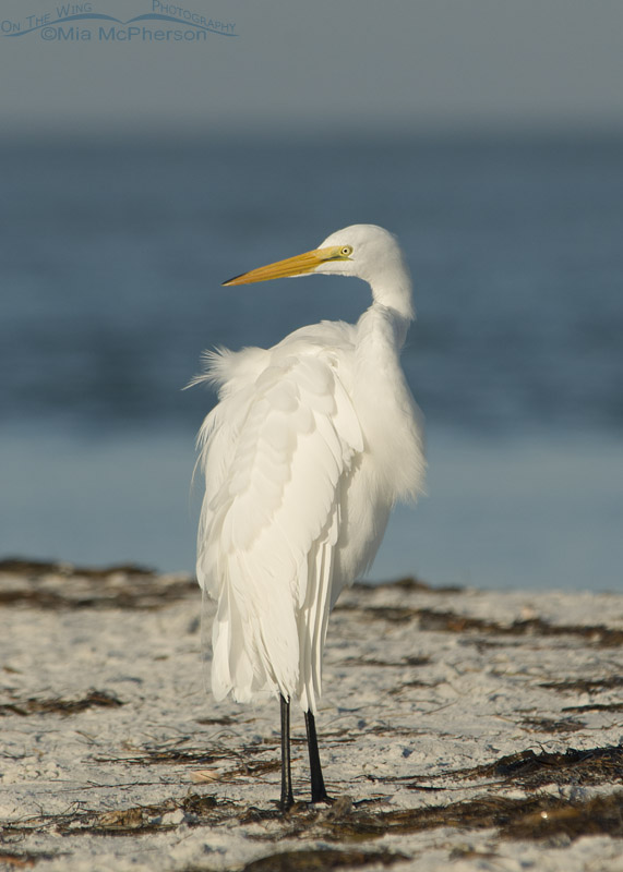Great Egret preening on the shore of the Gulf