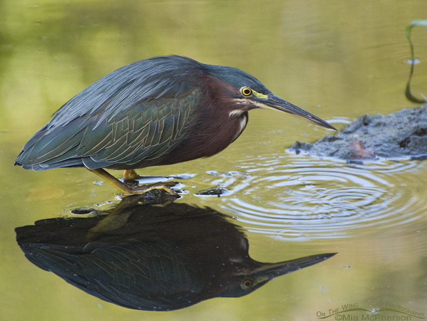 Green Heron with reflection