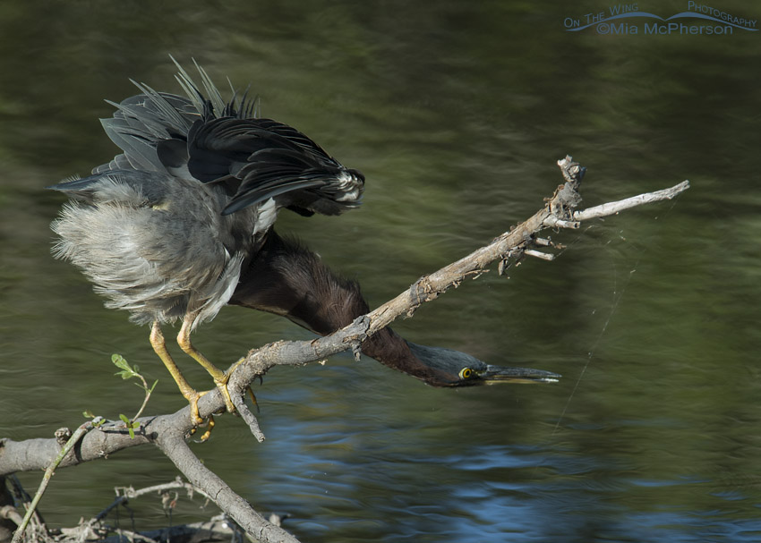 Stretched out Green Heron