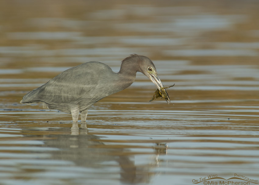 Little Blue Heron with Blue Crab
